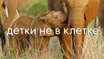 Детки не в клетке